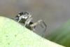 Lepthyphantes sp.